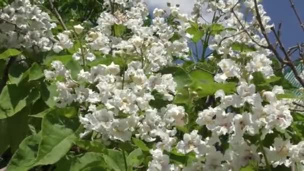 Catalpa bloemen in het voorjaar — Stockvideo