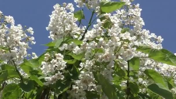 Flores de Catalpa en primavera — Vídeo de stock