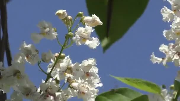 Catalpa fleurs au printemps — Video