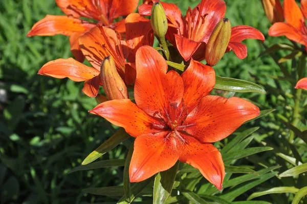 Flor de lirio en verano —  Fotos de Stock