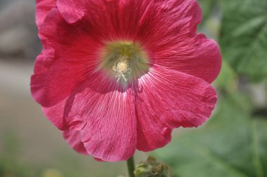 Malva çiçek pembe renk