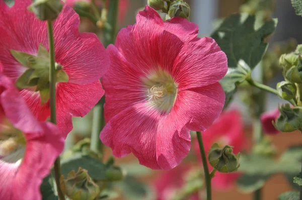 Malva bloem roze kleur — Stockfoto