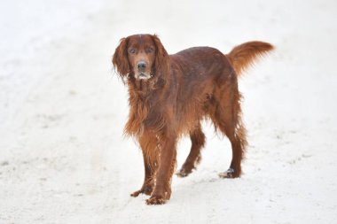Av köpeği yürüyüşe