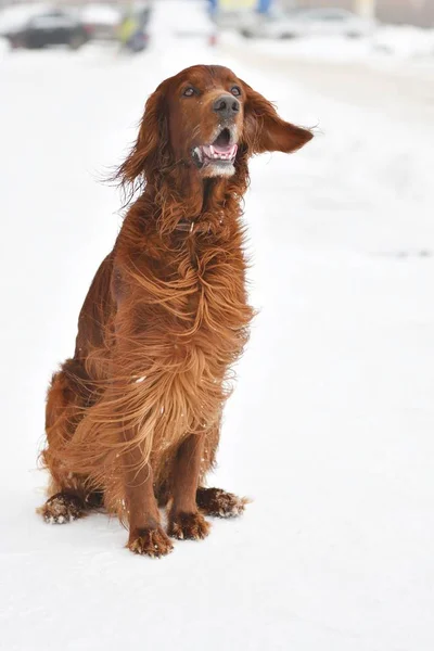 Cão de caça em passeio — Fotografia de Stock