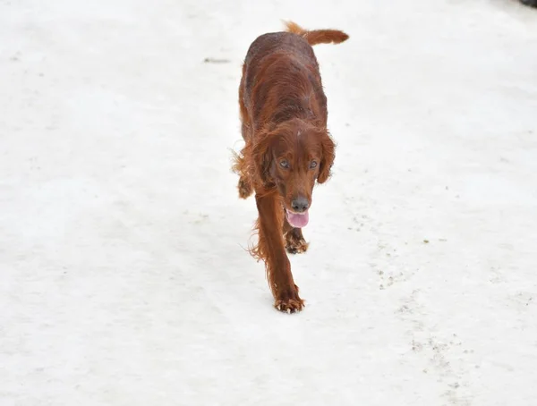 Cão de caça em passeio — Fotografia de Stock