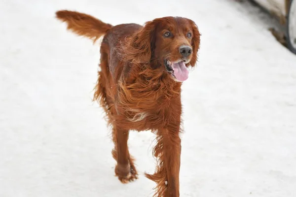 Hunting dog on walk — Stock Photo, Image