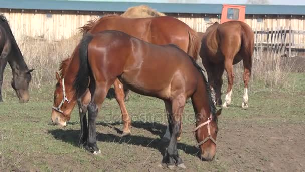 Cavalos na fazenda — Vídeo de Stock