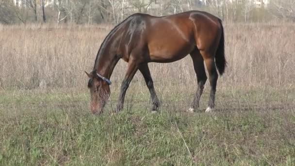 Caballos en la granja — Vídeo de stock