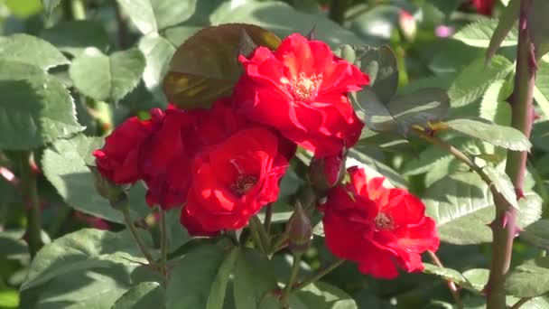 Rosa roja en verano — Vídeo de stock