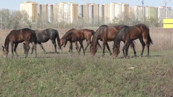 Caballos en la granja — Vídeo de stock