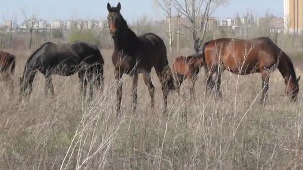 Chevaux à la ferme — Video