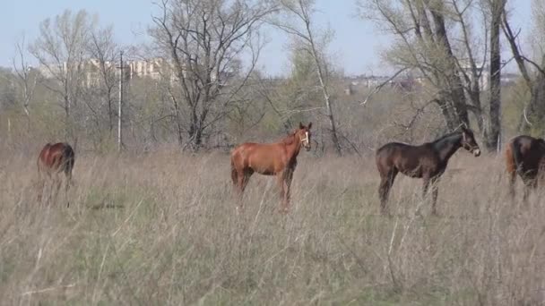 Cavalos na fazenda — Vídeo de Stock