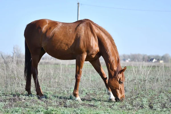 Koně na farmě — Stock fotografie