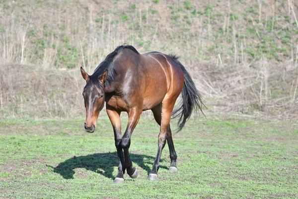 Koně na farmě — Stock fotografie