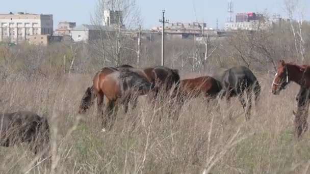 Paarden op de boerderij — Stockvideo