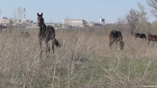 Paarden op de boerderij — Stockvideo