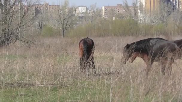 Pferde auf dem Hof — Stockvideo