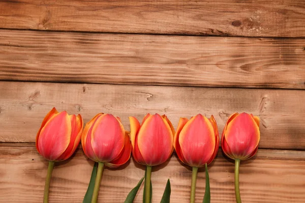 Tulipanes rojos y amarillos —  Fotos de Stock