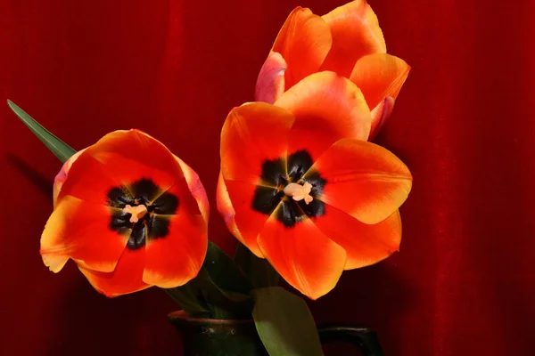 Red and yellow tulips — Stock Photo, Image