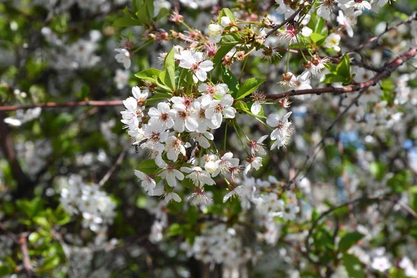 Třešňové květy bílé barvy — Stock fotografie
