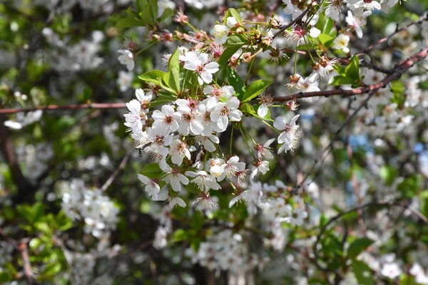 Flores cereza color blanco — Foto de Stock