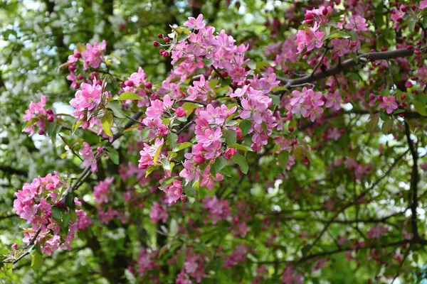 Цветы яблони розовые — стоковое фото