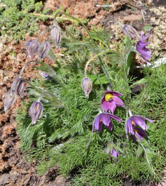 Uyku-ot ya da Pulsatilla patens 