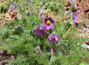 Uyku-ot ya da Pulsatilla patens 