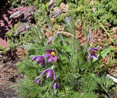 Uyku-ot ya da Pulsatilla patens 