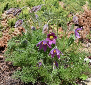 Uyku-ot ya da Pulsatilla patens 