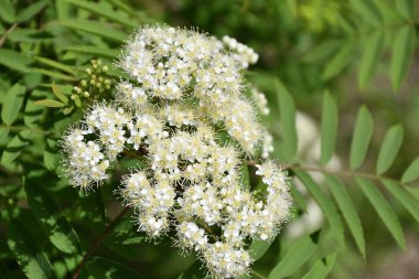 Bahar çiçekli Rowan