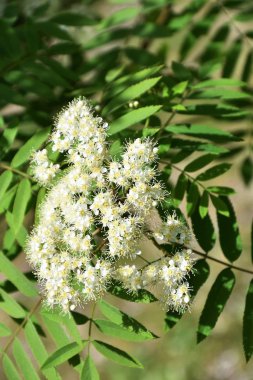 Bahar çiçekli Rowan