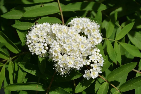 Primavera fioritura Rowan — Foto Stock