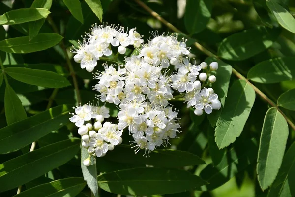 Jarní kvetoucí Rowan — Stock fotografie