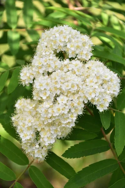 春の開花ローワン — ストック写真