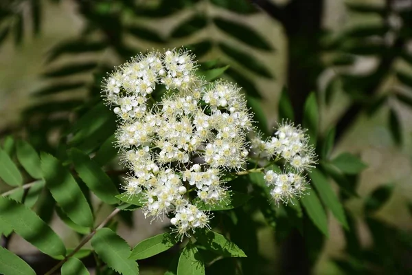 Floração da primavera Rowan — Fotografia de Stock