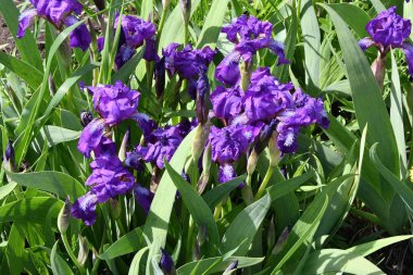 Mor iris çiçeği