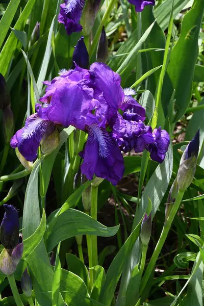 Fiore di iris viola — Foto Stock