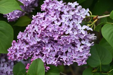 Bahar sabahı leylak