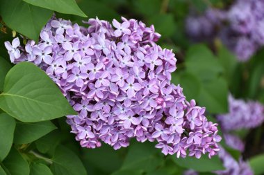 Bahar sabahı leylak