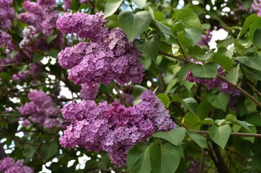 Bahar sabahı leylak