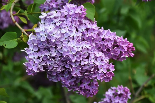 Lilás na manhã de primavera — Fotografia de Stock