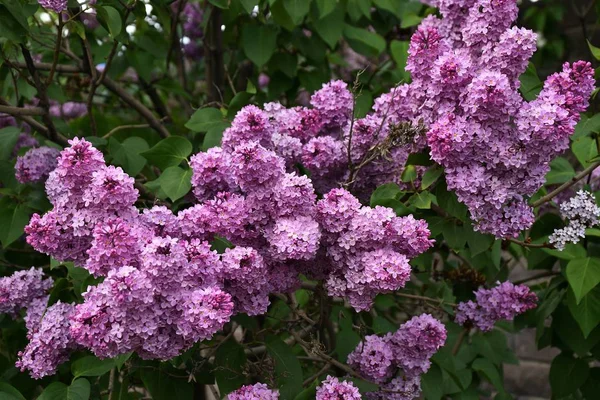 Lilás na manhã de primavera — Fotografia de Stock