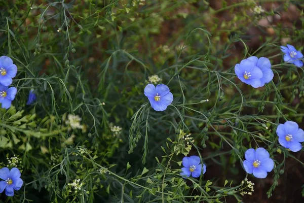 Сині квіти льону — стокове фото
