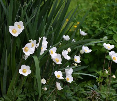Anemon (Lat. Anemone) beyaz çiçek 