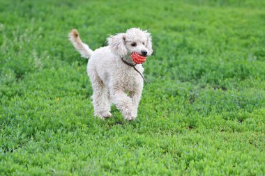 Topla oynamayı fino köpeği