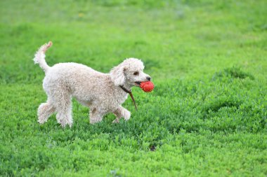 Topla oynamayı fino köpeği
