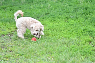 Topla oynamayı fino köpeği