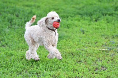 Topla oynamayı fino köpeği