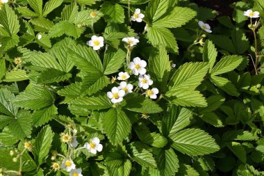 yabani çilek çiçekler